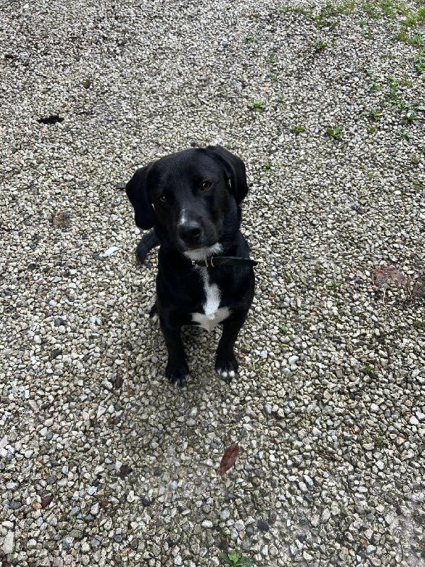 🐾 BRUNO – UN CUCCIOLO CHE MERITA UNA SECONDA OCCASIONE 🐾 Foto 10